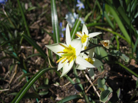 Vildtulpan  
  
2010-04-24 023  
Granudden  
Färjestaden  
Öland