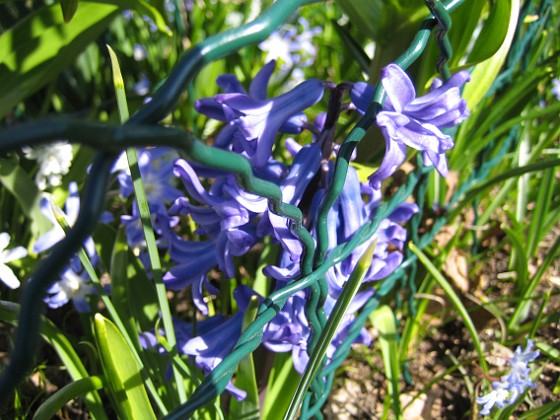 Hyacint  
  
2010-04-24 024  
Granudden  
Färjestaden  
Öland