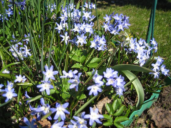 Vårstjärna  
  
2010-04-24 025  
Granudden  
Färjestaden  
Öland