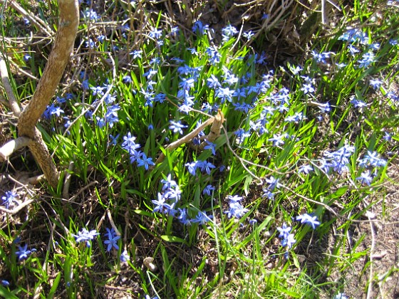 Scilla  
  
2010-04-24 026  
Granudden  
Färjestaden  
Öland