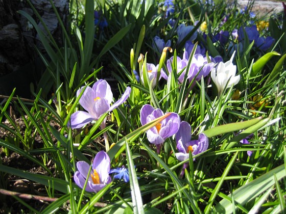 Krokus  
  
2010-04-24 029  
Granudden  
Färjestaden  
Öland