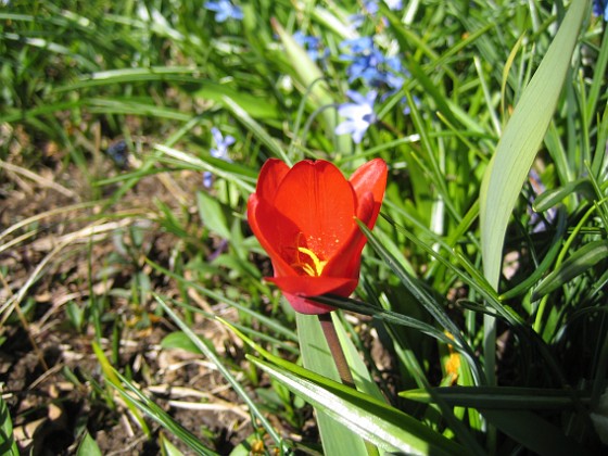 Vildtulpan  
  
2010-04-24 030  
Granudden  
Färjestaden  
Öland