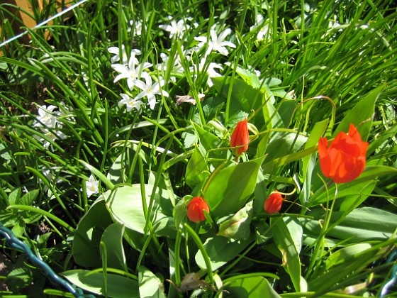 Tullpaner  
  
2010-04-24 035  
Granudden  
Färjestaden  
Öland