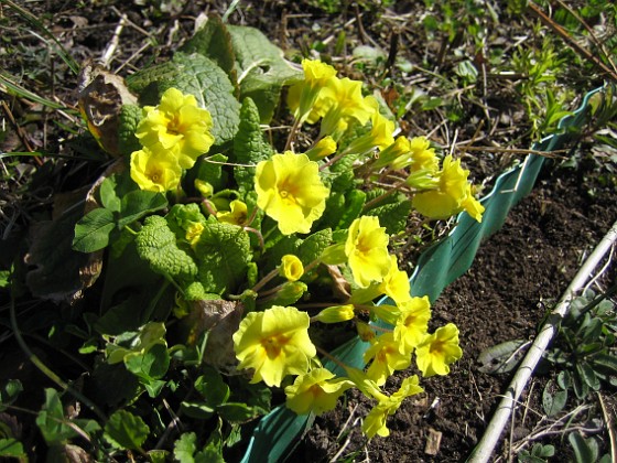 Vintergäck  
  
2010-04-24 036  
Granudden  
Färjestaden  
Öland