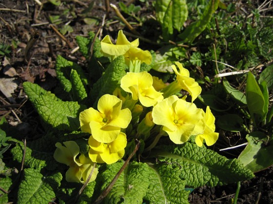 Primula