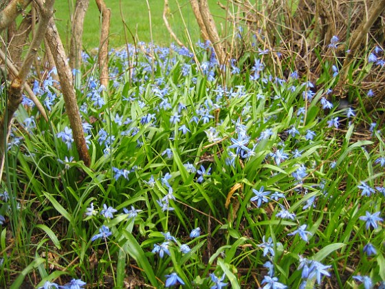 Scilla  
  
2010-04-30 016  
Granudden  
Färjestaden  
Öland