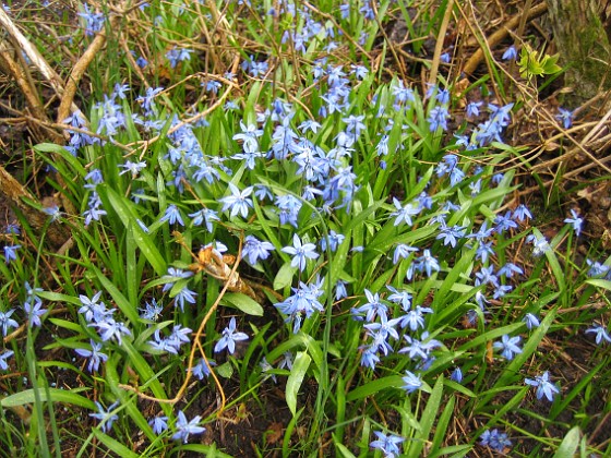 Scilla  
  
2010-04-30 017  
Granudden  
Färjestaden  
Öland