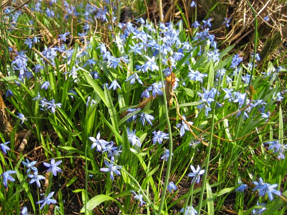 Scilla  
  
2010-04-30 018  
Granudden  
Färjestaden  
Öland