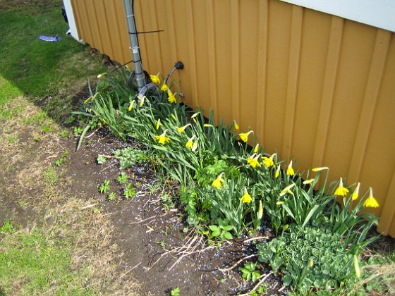 Påskliljor  
  
2010-04-30 022  
Granudden  
Färjestaden  
Öland