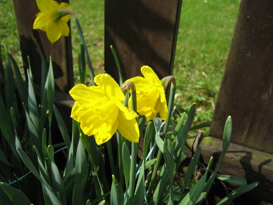 Påskliljor  
  
2010-04-30 024  
Granudden  
Färjestaden  
Öland