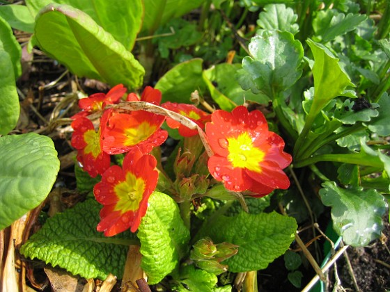 Primula 
