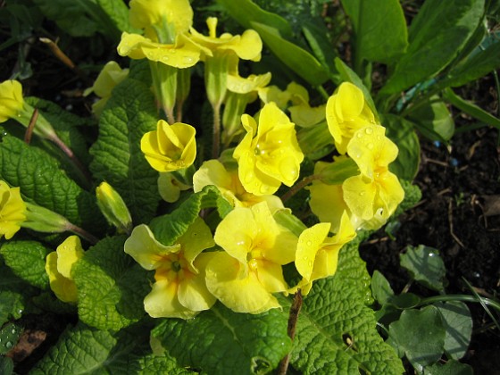 Primula  
  
2010-04-30 031  
Granudden  
Färjestaden  
Öland