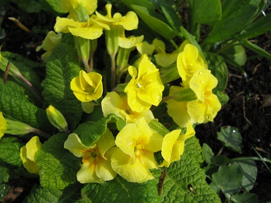 Primula 
