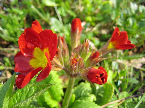 Primula  
  
2010-04-30 034  
Granudden  
Färjestaden  
Öland