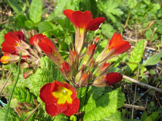 Primula 
