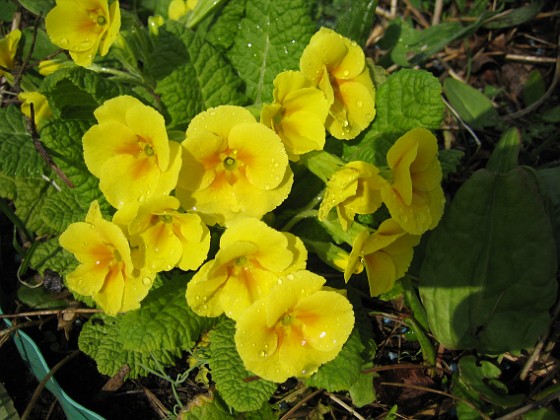 Primula  
  
2010-04-30 036  
Granudden  
Färjestaden  
Öland