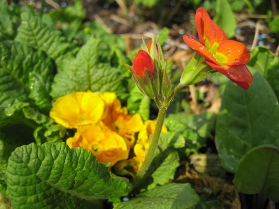 Primula 
