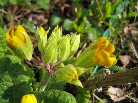 Primula  
  
2010-04-30 041  
Granudden  
Färjestaden  
Öland