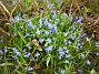 Scilla  
  
2010-04-30 017
