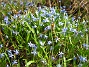 Scilla  
  
2010-04-30 018