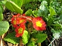 Primula  
  
2010-04-30 030