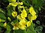 Primula