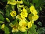 Primula  
  
2010-04-30 033