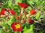 Primula