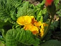 Primula  
  
2010-04-30 038