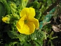 Primula  
  
2010-04-30 040