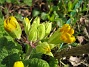 Primula  
  
2010-04-30 041