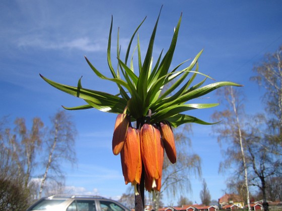 Kejsarkrona  
  
2010-05-02 011  
Granudden  
Färjestaden  
Öland