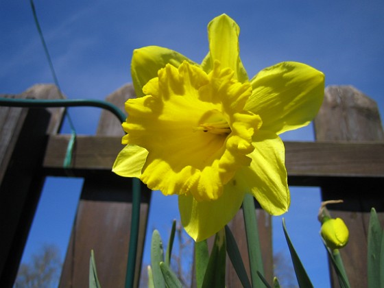 Påsklilja  
  
2010-05-02 015  
Granudden  
Färjestaden  
Öland