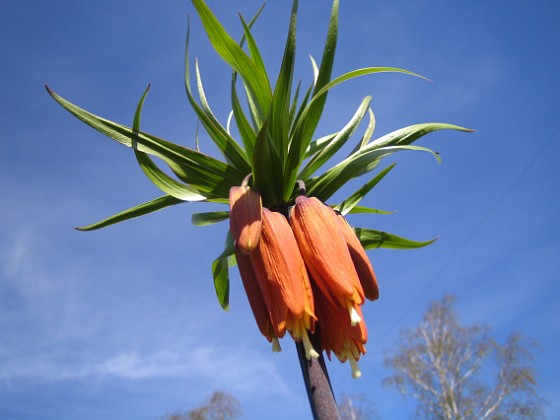 Kejsarkrona  
  
2010-05-02 016  
Granudden  
Färjestaden  
Öland