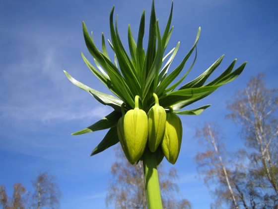 Kejsarkrona  
  
2010-05-02 017  
Granudden  
Färjestaden  
Öland