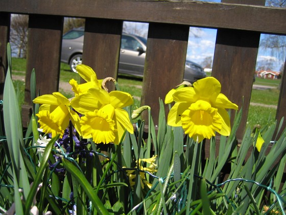 Påskliljor  
  
2010-05-02 043  
Granudden  
Färjestaden  
Öland