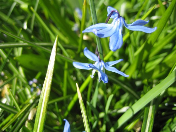 Vårstjärna  
  
2010-05-02 067  
Granudden  
Färjestaden  
Öland