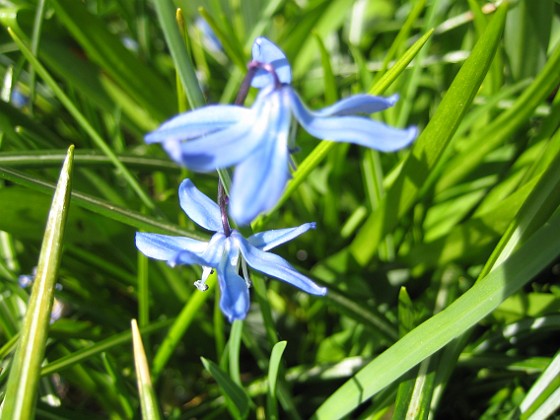 Vårstjärna  
  
2010-05-02 068  
Granudden  
Färjestaden  
Öland