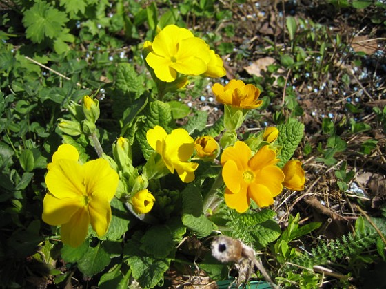 Primula  
  
2010-05-02 092  
Granudden  
Färjestaden  
Öland