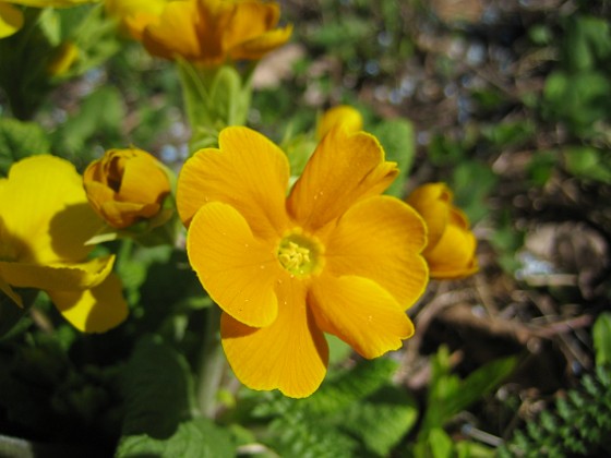 Primula  
  
2010-05-02 093  
Granudden  
Färjestaden  
Öland