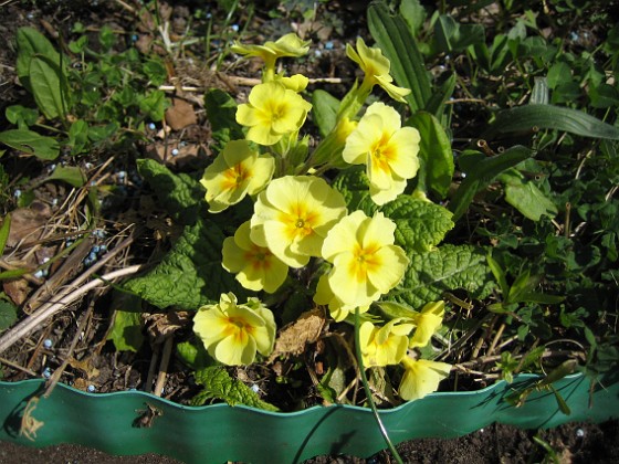 Primula {  } 