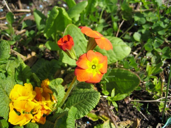 Primula 
