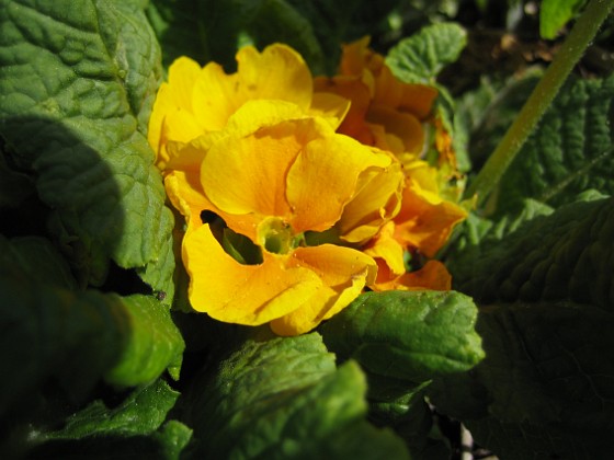 Primula 
