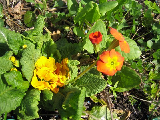 Primula  
  
2010-05-02 099  
Granudden  
Färjestaden  
Öland