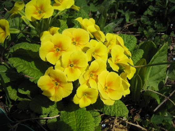 Primula 
