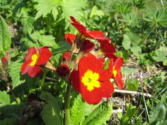 Primula