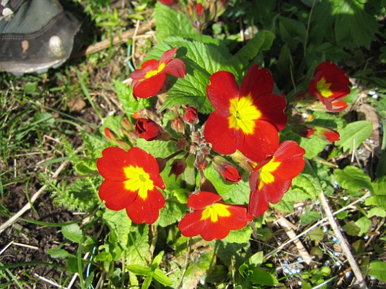 Primula  
  
2010-05-02 102  
Granudden  
Färjestaden  
Öland