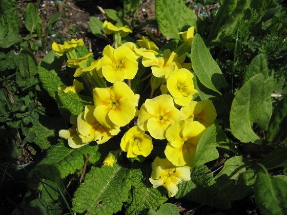 Primula