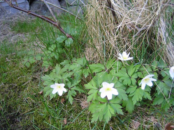 Vitsippor  
  
2010-05-02 113  
Granudden  
Färjestaden  
Öland