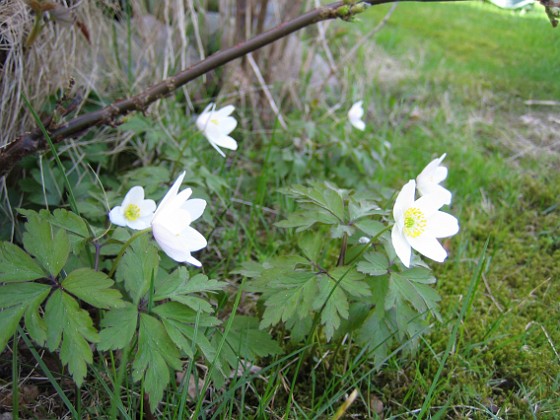 Vitsippor  
  
2010-05-02 115  
Granudden  
Färjestaden  
Öland